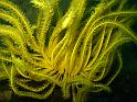 Comatule de Schlegel - Comanthina schlegeli